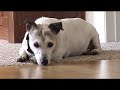 skittles the dog finds the meaning of life.  it's really a lot simpler than you might think.  big women are sexy after all, and skittles sure knows it.  music: 