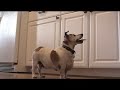 skittles the dog finds the meaning of life.  it's really a lot simpler than you might think.  big women are sexy after all, and skittles sure knows it.  music: 