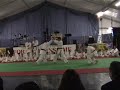 Esibizione Fornase1
