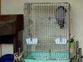 ぽーちゃんはベルが好き