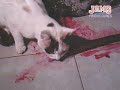 GATA CAZADORA GATA CAZADORA