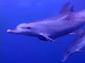 Low Country Divers Segment Preview