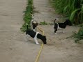 Jack Russel Terrier de vanzare