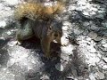 Fat Berkeley Squirrel