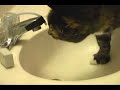 De automatische Tapkraan van de Kat