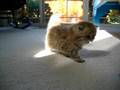 Crazy Mom, Sahara