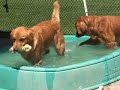 Briarwood Kennel