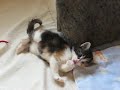 Norwegian Forest Cat - kittens 4 weeks (Bay) #2 Norwegian Forest Cat - kittens 4 weeks (Bay) #2