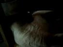 chatte mignone et caline