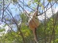 Dancing Sifakas Dancing Sifakas