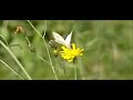 Bees transport Bees transport