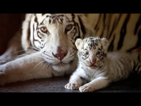 Guadalupe/Mexiko: Weiße Bengalische Tiger in mexika ...