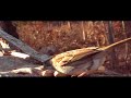 White-throated Sparrow with special guest
