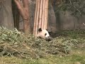 Pandabär beim Fressen