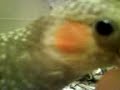 Ninfa / Cockatiel Kiyo mi ninfa habla,silba y baila Xd Ninfa / Cockatiel Kiyo mi ninfa habla,silba y baila Xd