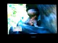 Mother gorilla morns baby\ Mother gorilla morns baby\