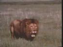 SafariVideos.net Lion Attack to Hyena and Other Lions
