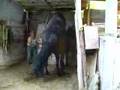 Horses mating in Mingon's House