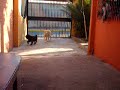 juegos de perros juegos de perros