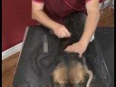 Basic Dog Grooming : Brushing a Dog\ Basic Dog Grooming : Brushing a Dog\