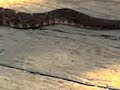Rattlesnake 2
