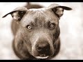 Animal Rescue Animal Rescue
