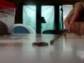 baby garter snakes.wmv