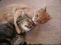 videos de Kelseys Cats Episode Two