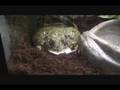 videos de Cheeko Returns!!