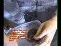 Xenia Coral Fragging Xenia Coral Fragging