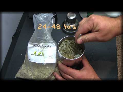 how to cure diabetes