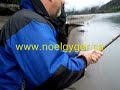 Skeena Pink Coho Steelhead