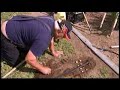 Great Gardens - Raising Gladiolas