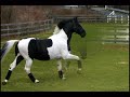 Dutch Warmblood \"Decadent Art\" Pinto Stallion Dutch Warmblood \"Decadent Art\" Pinto Stallion