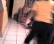 shrek bailando