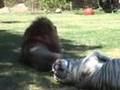 Tigers, Lions, Leopards in Closed on Sundays- Big Cat TV