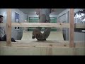 Click here to watch this video SESSÃO DE SKATE NA SILVER BOARD SHOP NH