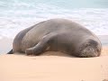 Sandy Beach #1-Boogie Boards & Bods Sandy Beach #1-Boogie Boards & Bods