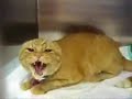 B�se Katze