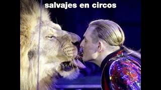 Madrid prohíbe los animales salvajes en circos