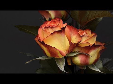 動画