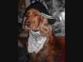 cocker spaniel homer j