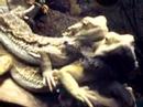 My Bearded Dragons - Minkus and Zelda