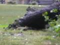 Tree Down in Malcolm X Park just after it happened