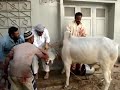 the running bull