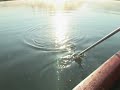 AFC Outdoors...Classic Catch C...Matthew Mott AFC Outdoors...Classic Catch C...Matthew Mott