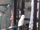 Sammie the Bare Eye Cockatoo Playing_3