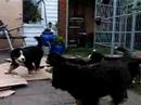 irma bernese mountain dog - puppies 8 weeks old #4