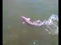 sturgeon fishing zane