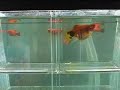 My little platy fry